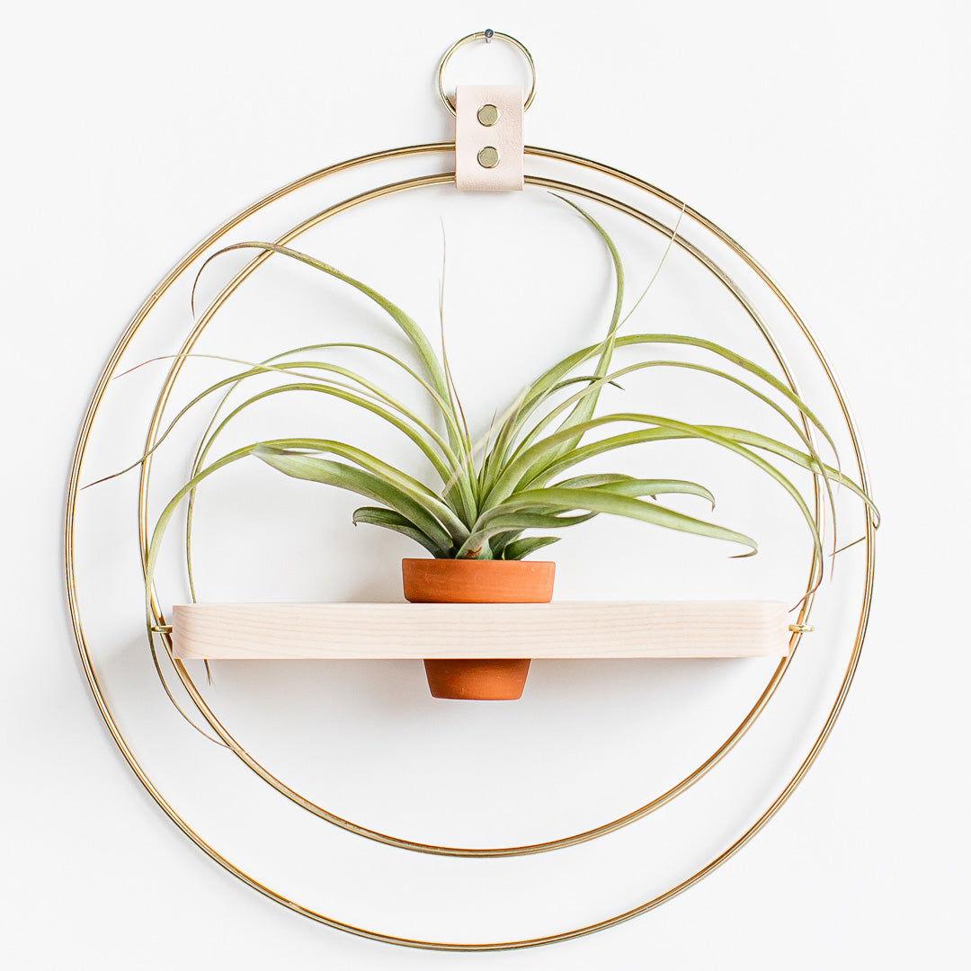 plant shelf with gold metal and maple wood base with terracotta pot holding an air plant