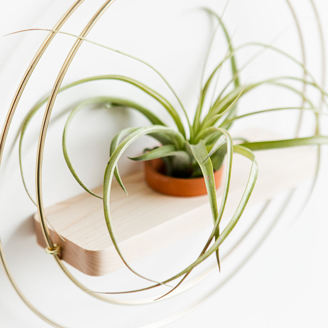 front view of plant shelf with gold metal and maple wood base with terracotta pot