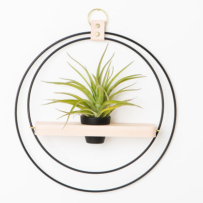 plant shelf with black and gold metal and maple wood base with terracotta pot holding an air plant