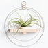 plant shelf with white metal and maple wood base with blush colored pot holding an air plant