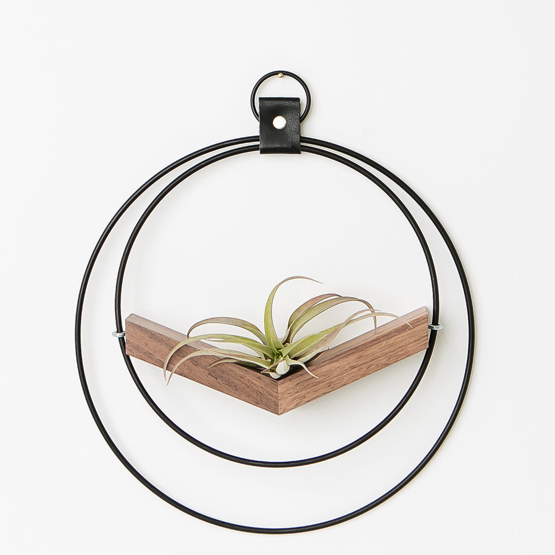 small air plant hanger with black metal and walnut wood base holding an air plant