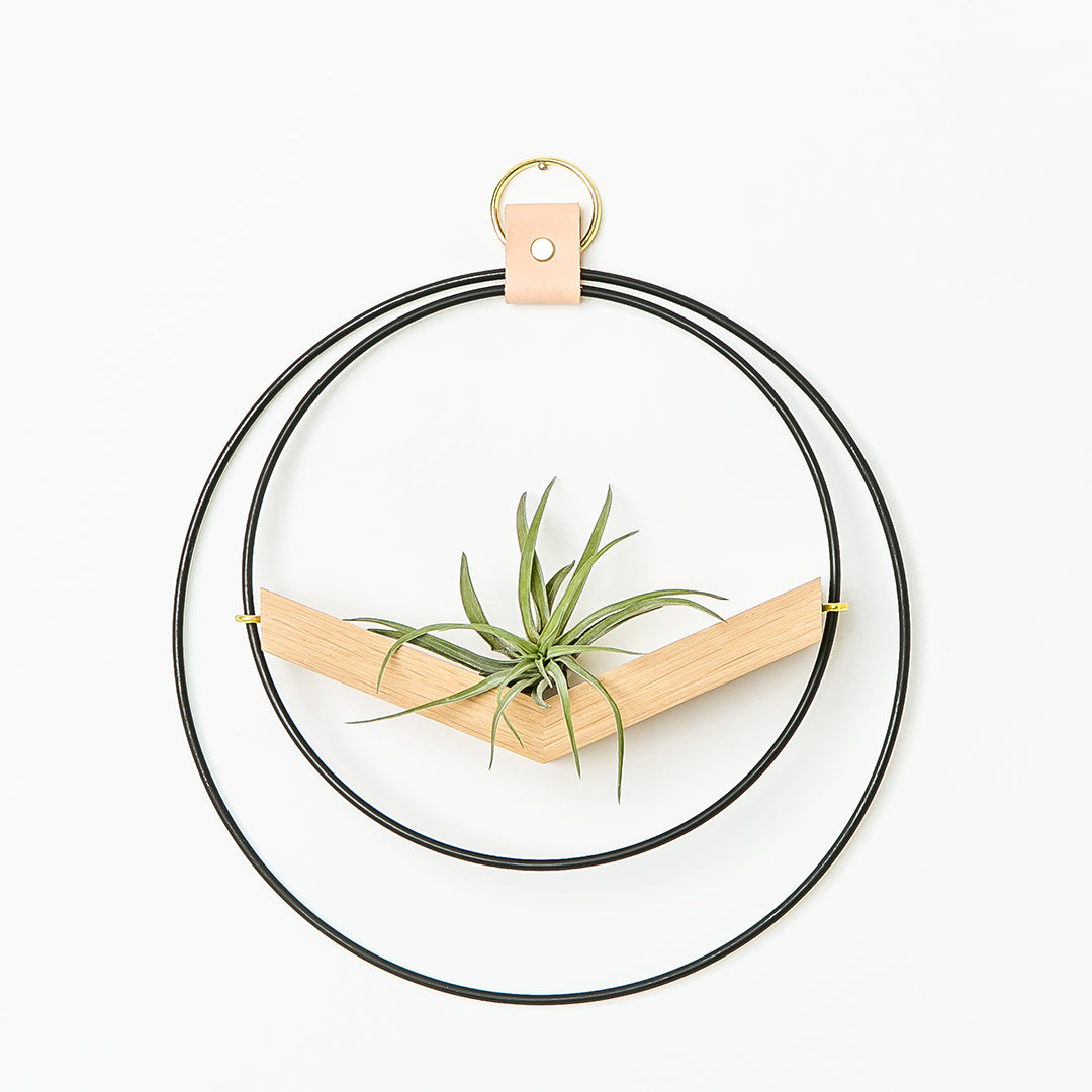 small air plant hanger with black and gold metal and white oak wood base holding an air plant