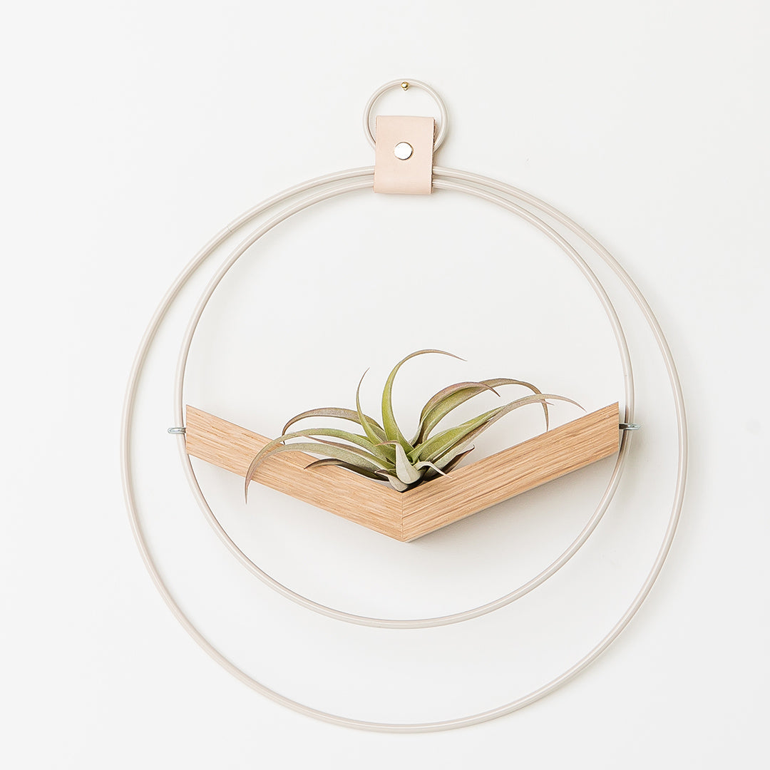 small air plant hanger with white metal and white oak wood base holding an air plant