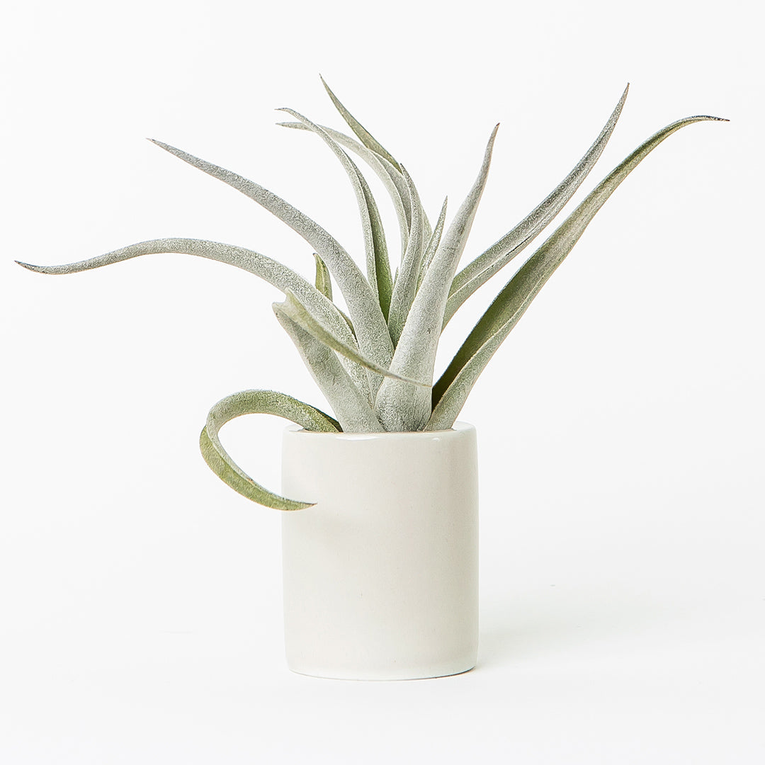 mini white ceramic air plant holder with plant