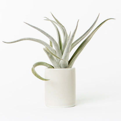 mini white ceramic air plant holder with plant